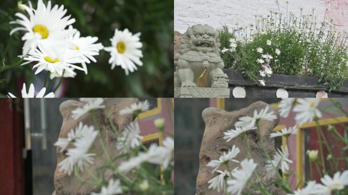 寺庙墙角白色菊花微风升格