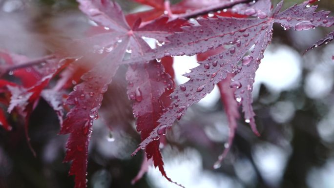 雨天 枫叶上的水珠