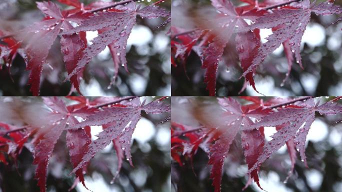 雨天 枫叶上的水珠