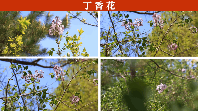 丁香花