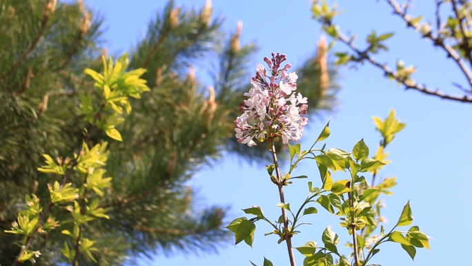 丁香花