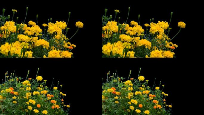 实拍素材花草动画实拍菊花视频可用于合成