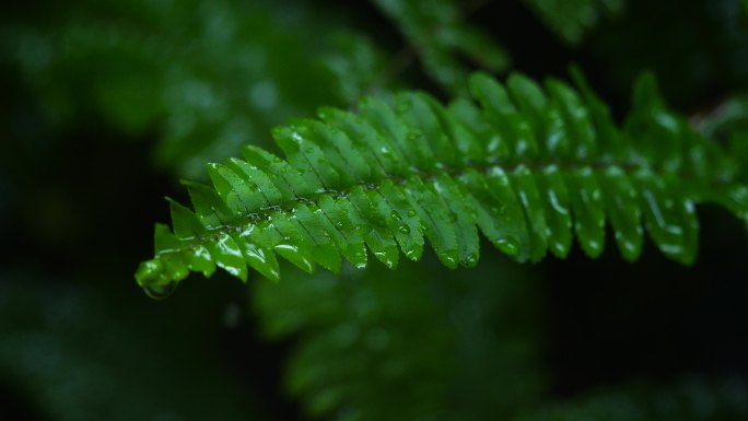 雨天树叶