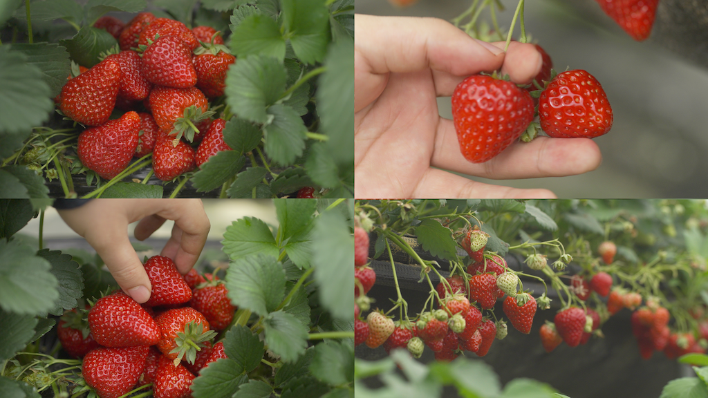 摘草莓过程 红颜草莓