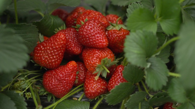 摘草莓过程 红颜草莓