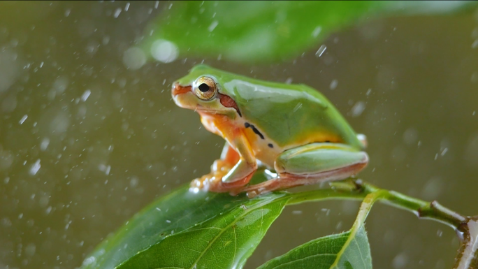 下雨天树叶上的雨蛙小青蛙树蛙