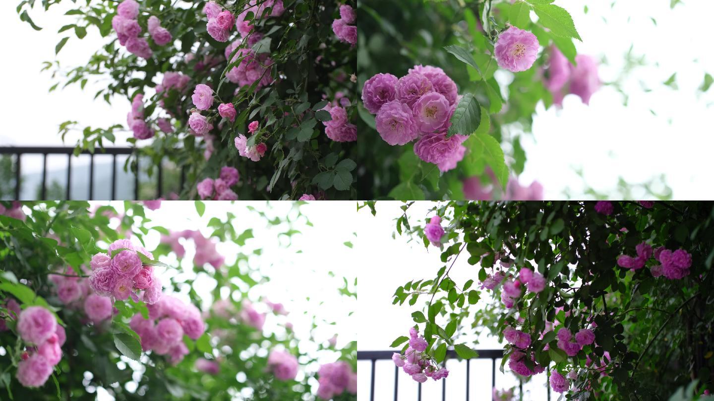 4K实拍小区楼下铁栅栏旁盛开的蔷薇花