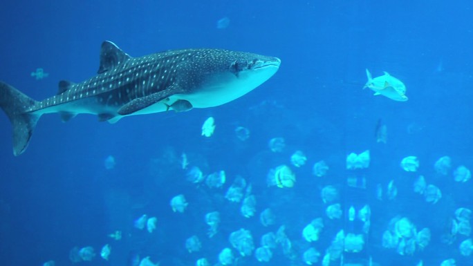 海洋王国 各种鱼类 旅游观光 海底世界