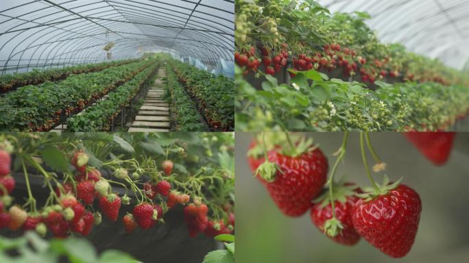 大棚草莓采摘过程