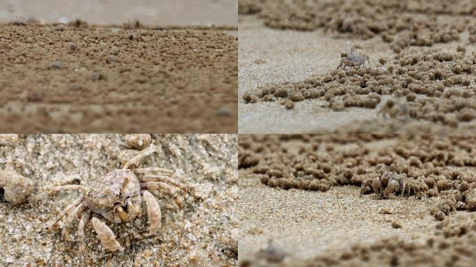 三亚海边滩涂上的沙蟹专业吃土微型海洋动物