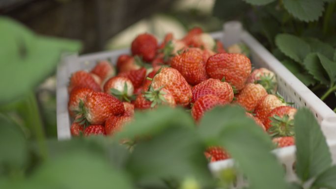 一筐草莓摘草莓