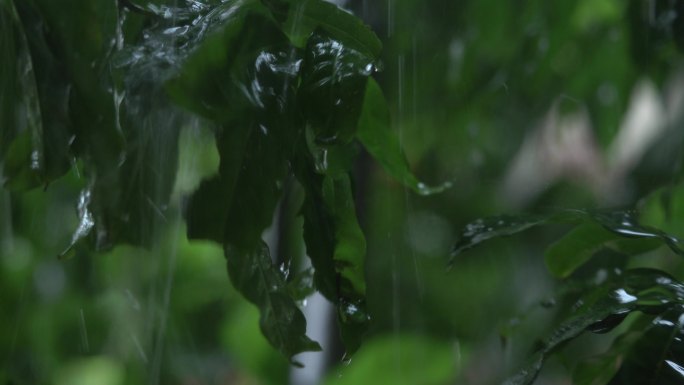 下大雨 大雨 暴雨 雷阵雨