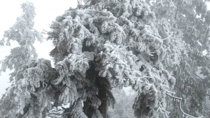 冬季下雪的雾凇特写