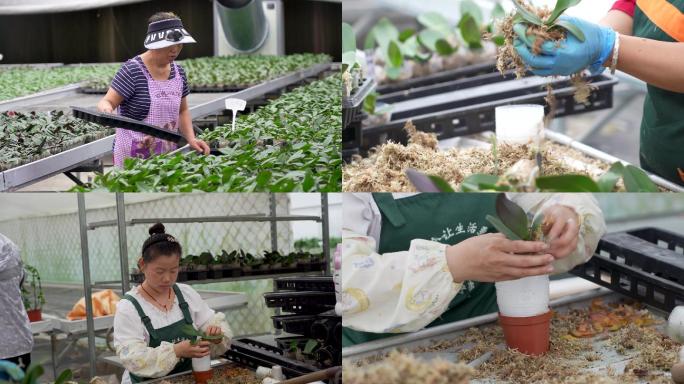 4k日光温室花卉生产基地工人劳动视频