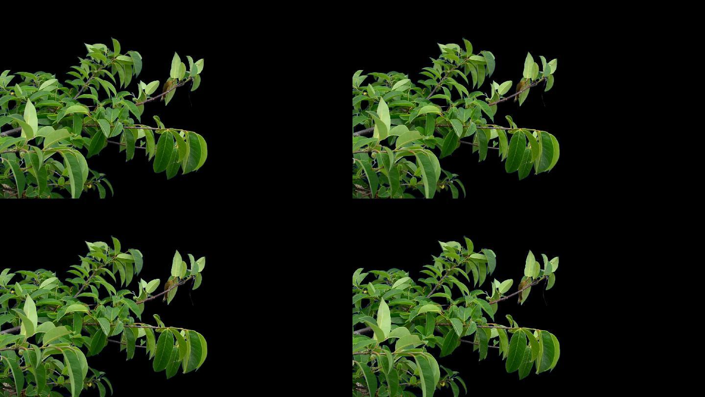 实拍素材枝叶动画树叶实拍视频可用于合成