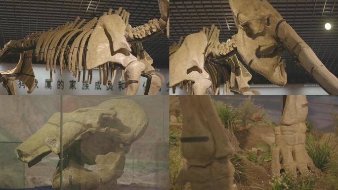 猛犸象化石古生物博物馆