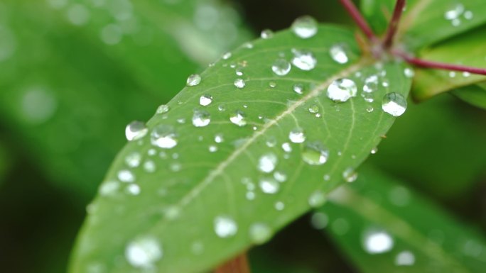 草叶上的露水 露水 晨露 露珠