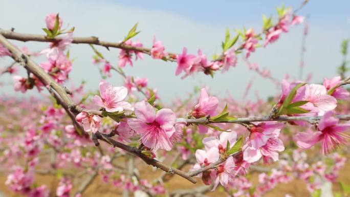 桃花