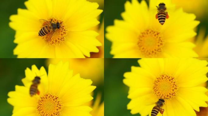 夏日阳光逆光唯美清新波斯菊蜜蜂