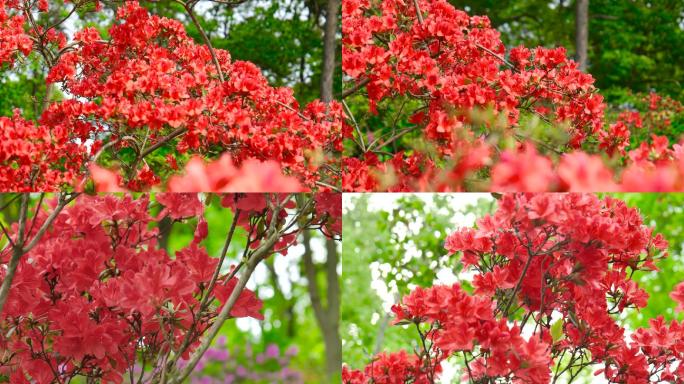 映山红杜鹃花下