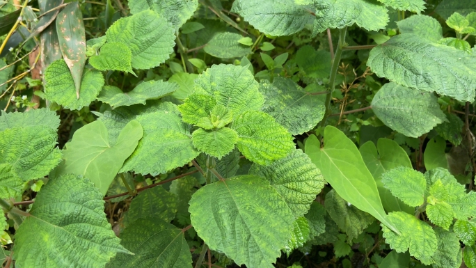 苎麻野生植物