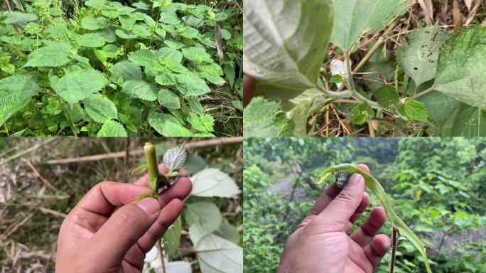 苎麻野生植物