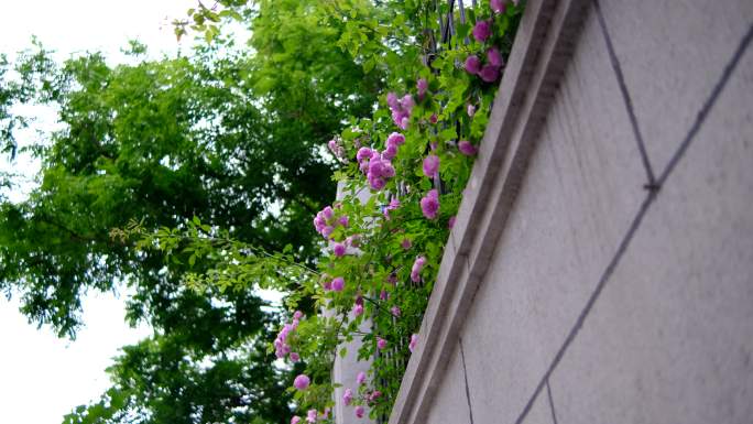 4K实拍小区路边墙上的蔷薇花