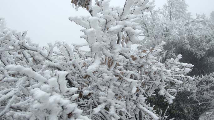 冬季下雪的雾凇特写