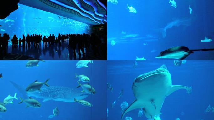 水下世界 多彩生活 游览参观 各种鱼类