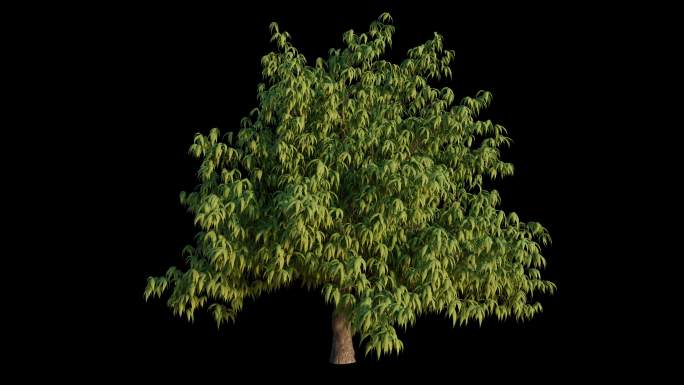 三维植物大树