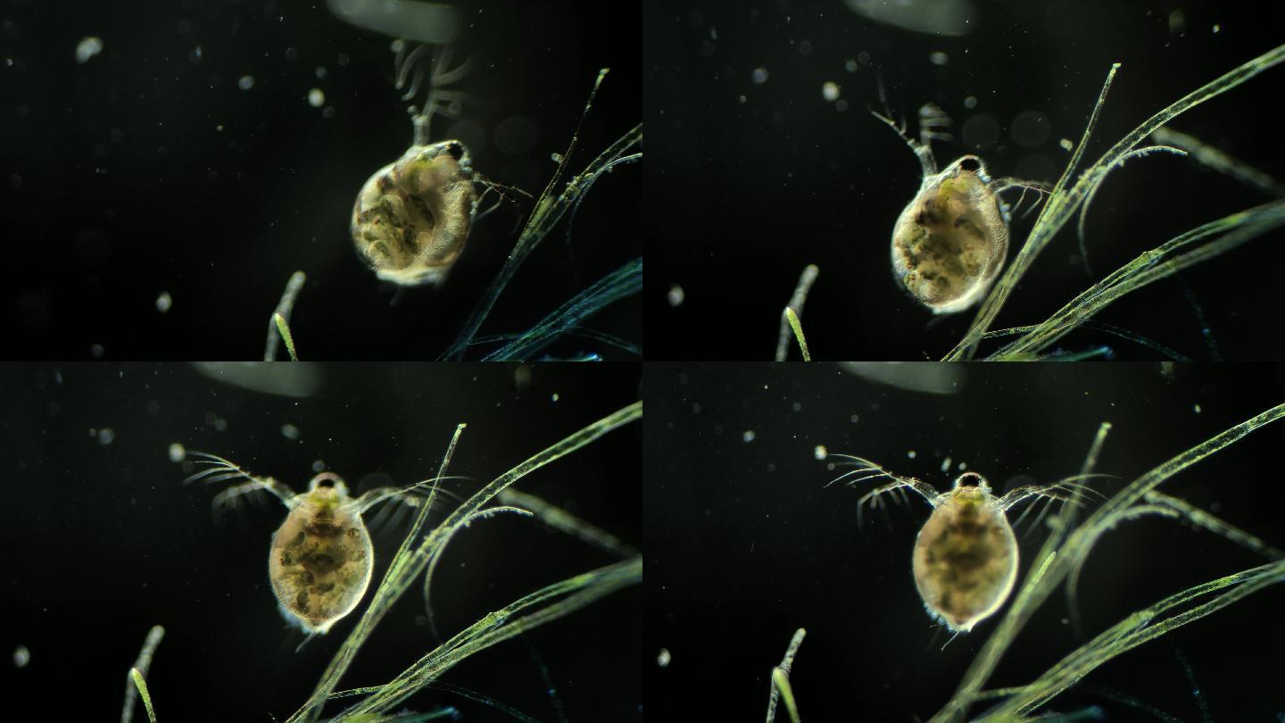 显微镜下的微型动物，枝角类（水蚤）3