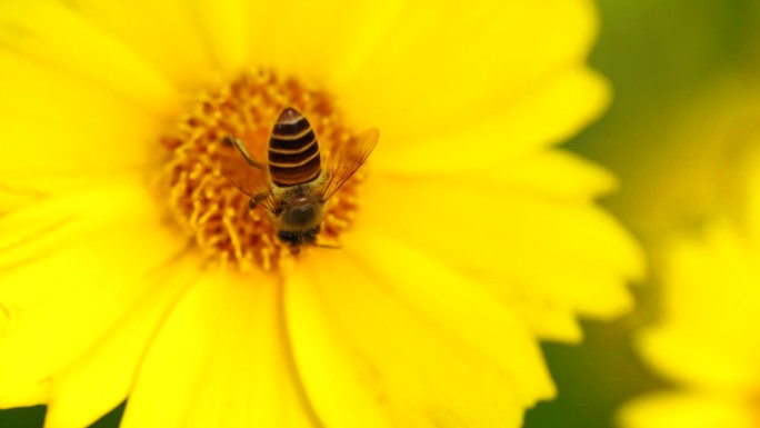 蜜蜂采蜜 黄色花朵
