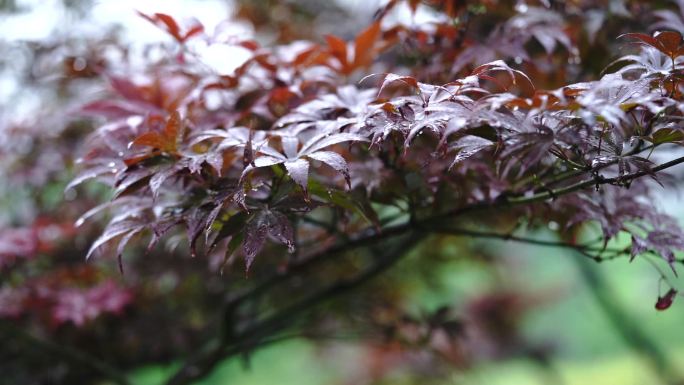 雨天雨景枫叶上的水珠