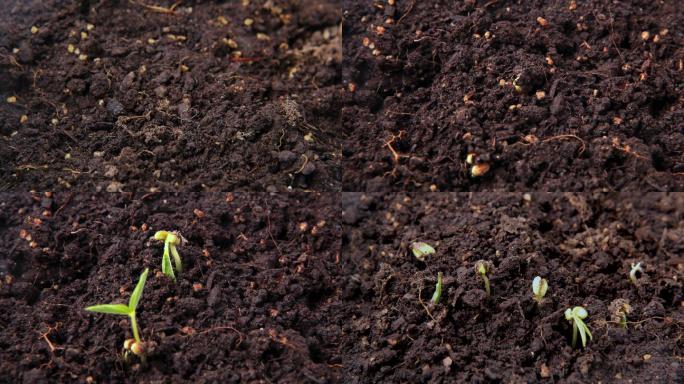种子发芽生长破土而出土壤土地