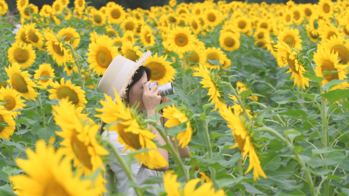 4K向日葵花海里的少女