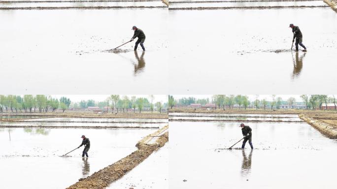 水稻人工犁地插秧种植稻子