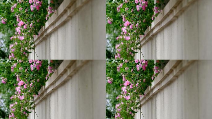墙上的蔷薇花