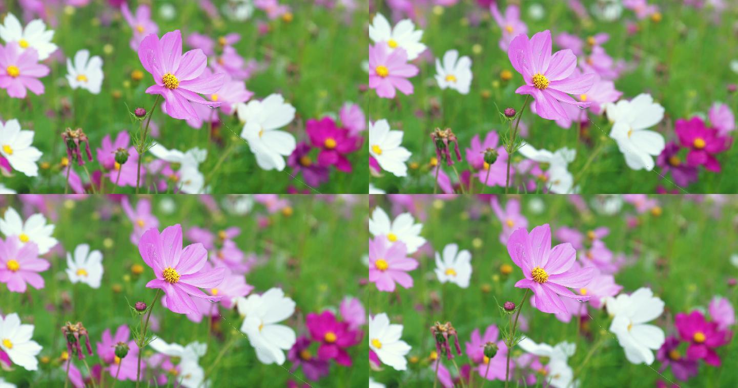 清晨挂着露珠的鲜花空镜头