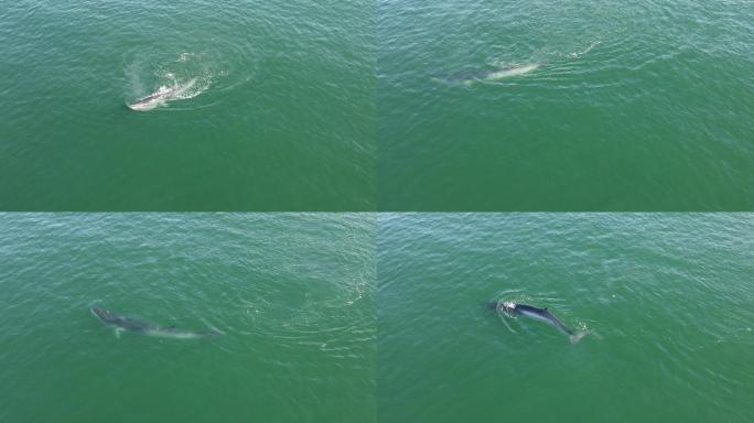布氏鲸进食航拍镜头