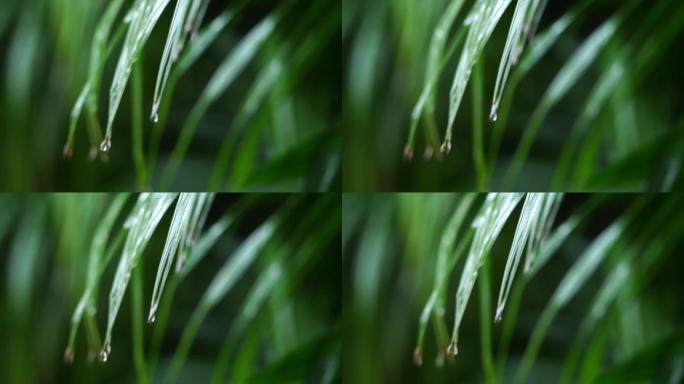 下雨 雨季 热带雨林 芭蕉叶