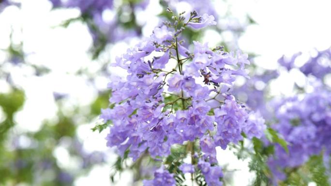 4k蓝花楹 花凋落  花凋谢 花卉