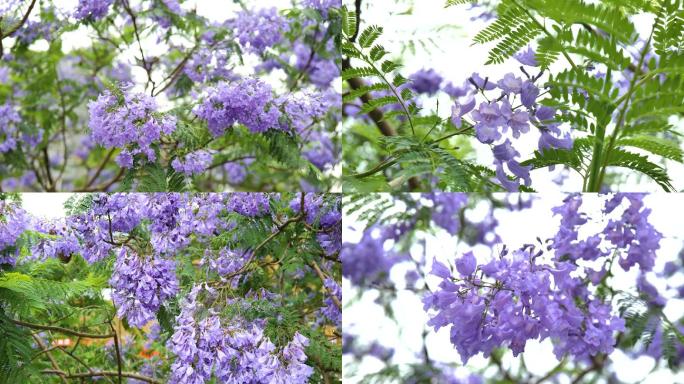 4k蓝花楹 花凋落  花凋谢 花卉