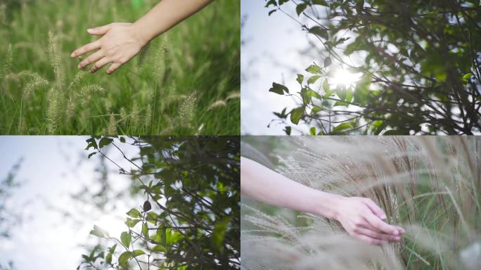 女人在抚摸野外的草