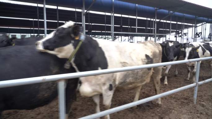 奶牛养殖 14