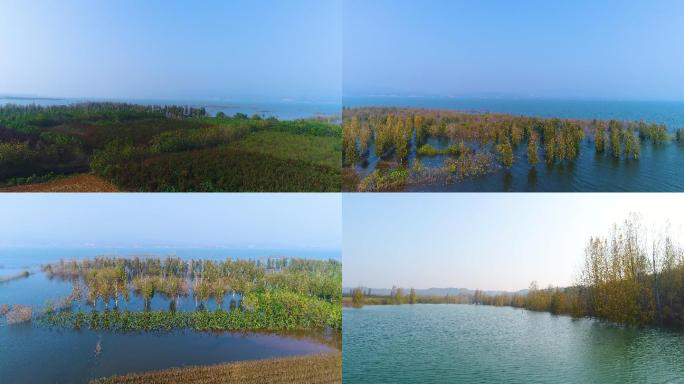 淅川丹江水库边树林芦苇湿地航拍