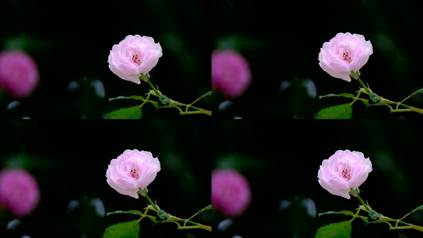 一朵蔷薇花