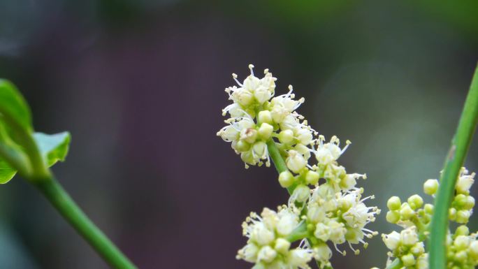 植物花香鲜花盛开女贞白蜡树花开3/3