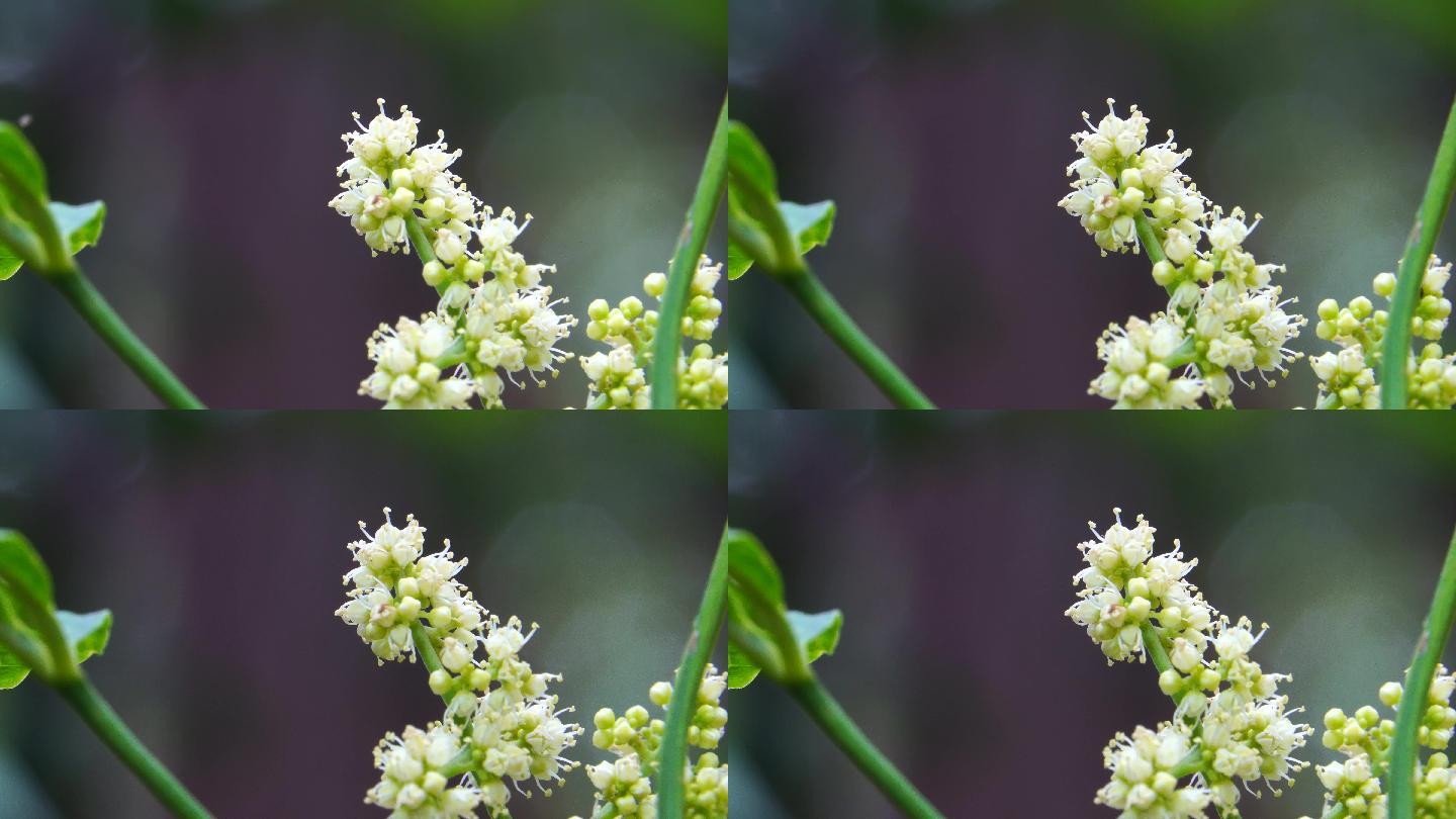 植物花香鲜花盛开女贞白蜡树花开3/3