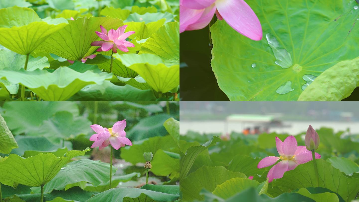 济南大明湖荷花