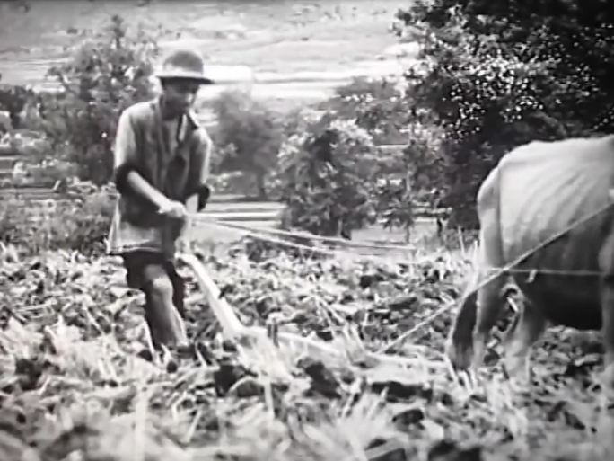 60年代的武汉农村收割耕种影像
